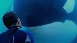 SeaWorld to 'phase out' killer whale shows