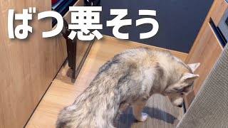 姉の足を踏みつけている事を指摘され、ばつが悪そうな顔で逃亡するシベリアンハスキー