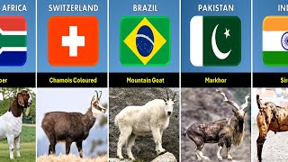 List Goat Breeds From Different Countries by real data 422 views 1 month ago 6 minutes, 16 seconds