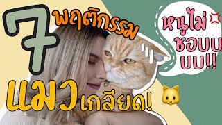 7 พฤติกรรมติดอันดับท่ีแมวไม่ปลื้มอย่างแรง! ถ้าไม่อยากให้แมวเกลียดอย่าหาทำ 55555 | Henry Done It