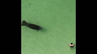 Oblivious Beachgoers Don't Notice Large Manatee Swimming Nearby