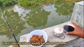 Di lamongan mancing ikan mas gak perlu ke kolam pancing parit irigasi tepi jalan saja sudah puas