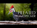The PILEATED WOODPECKER | The LARGEST Woodpecker in North America!