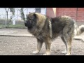 Titan, the largest Caucasian Shepherd and its puppies