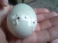 Abandoned Duck Egg Survives!!