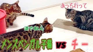 ポン・チーがベンガルメンズとご対面！〜新しい首輪もプレゼント