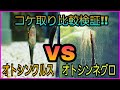 コケ取り比較検証‼オトシンクルスVSオトシンネグロ‼ アクアリウム