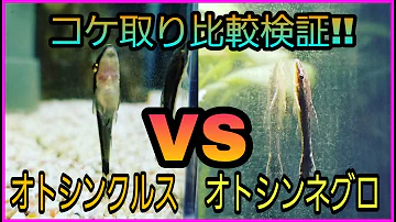 オスカーと苔取り貝の相性