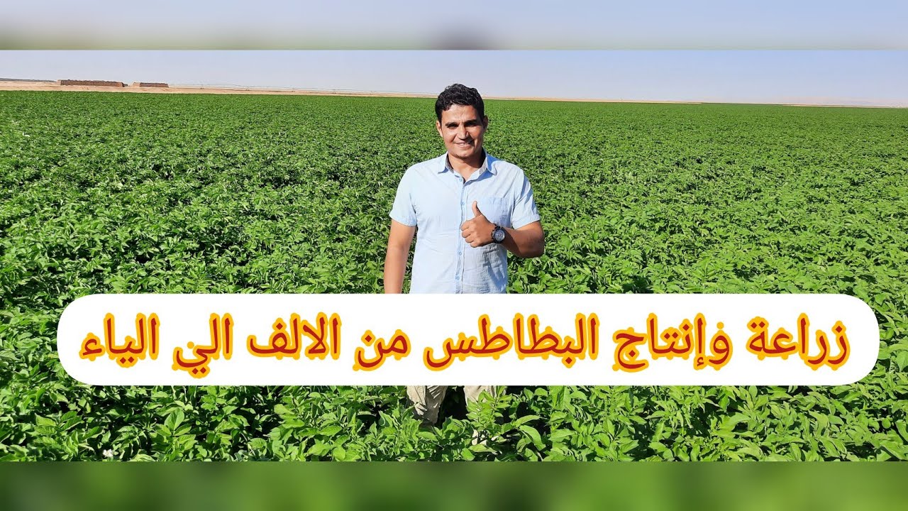 زراعة و إنتاج البطاطس من الالف الي الياء 2