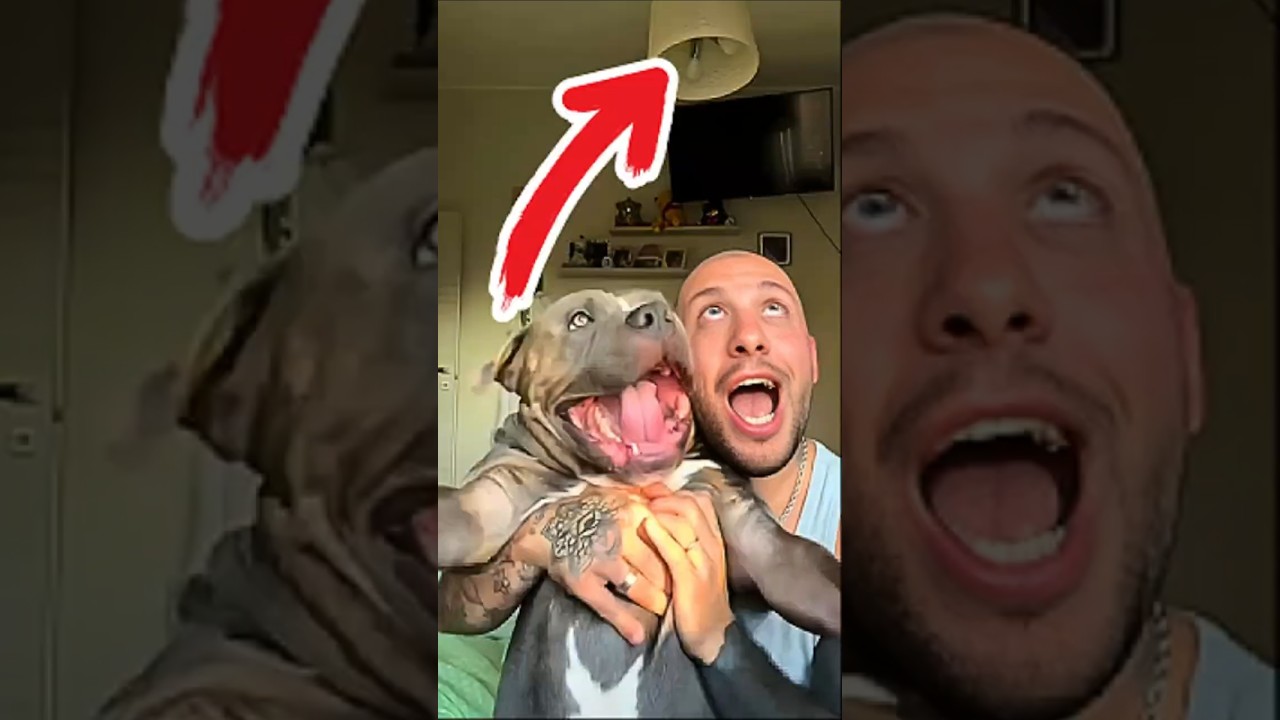 Funny Animal Videos of Animals Doing Human Things Like It’s Normal 😂🐾 