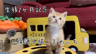 【生後か月】保護子猫茶トラこまめっちの鳴き声音量注意2 month old kitten