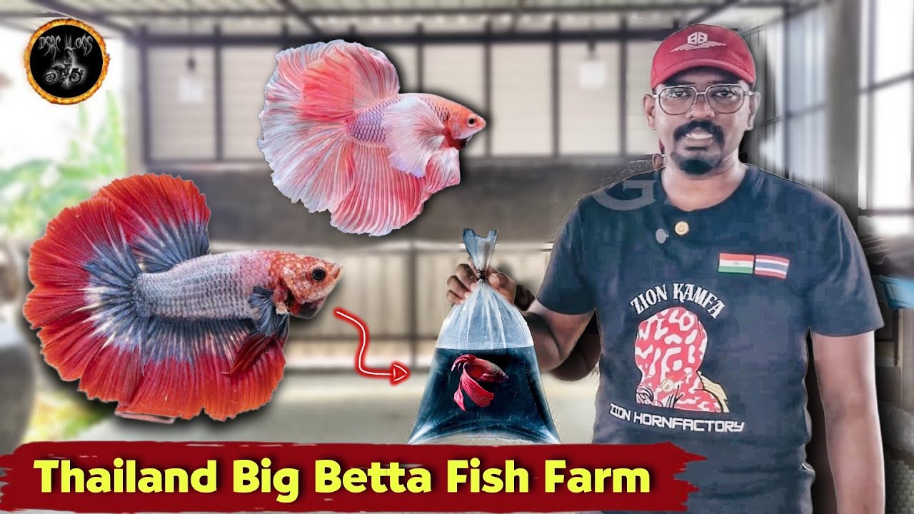 Largest Betta Fish Farm in Thailand !!! See How They Breed Them 🐠 ...
