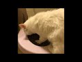 Ragdoll Kitten Toilet Training