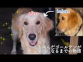 【保護犬】心を病んだゴールデンが笑顔になるまでの物語【レスキュー】
