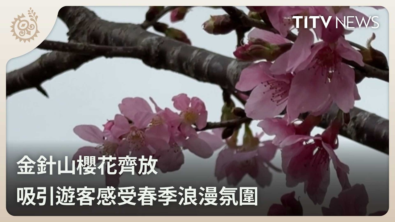金針山櫻花齊放 吸引遊客感受春季浪漫氛圍｜每日熱點新聞｜原住民族電視台