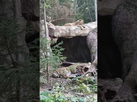 Сонный тигр😄 #забавныеживотные #funnyanimals #тигр #тигрёнок #сафарипарк #wildanimals #shorts