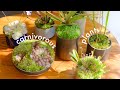 Carnivorous plants  tour and care unique houseplants for your collection