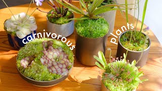 Carnivorous Plants | tour and care, unique houseplants for your collection