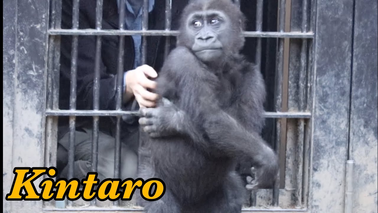 可愛いドラミングでファンを魅了する子ゴリラ⭐️Gorilla【京都市動物園】Kintaro's cute drumming attracts ...