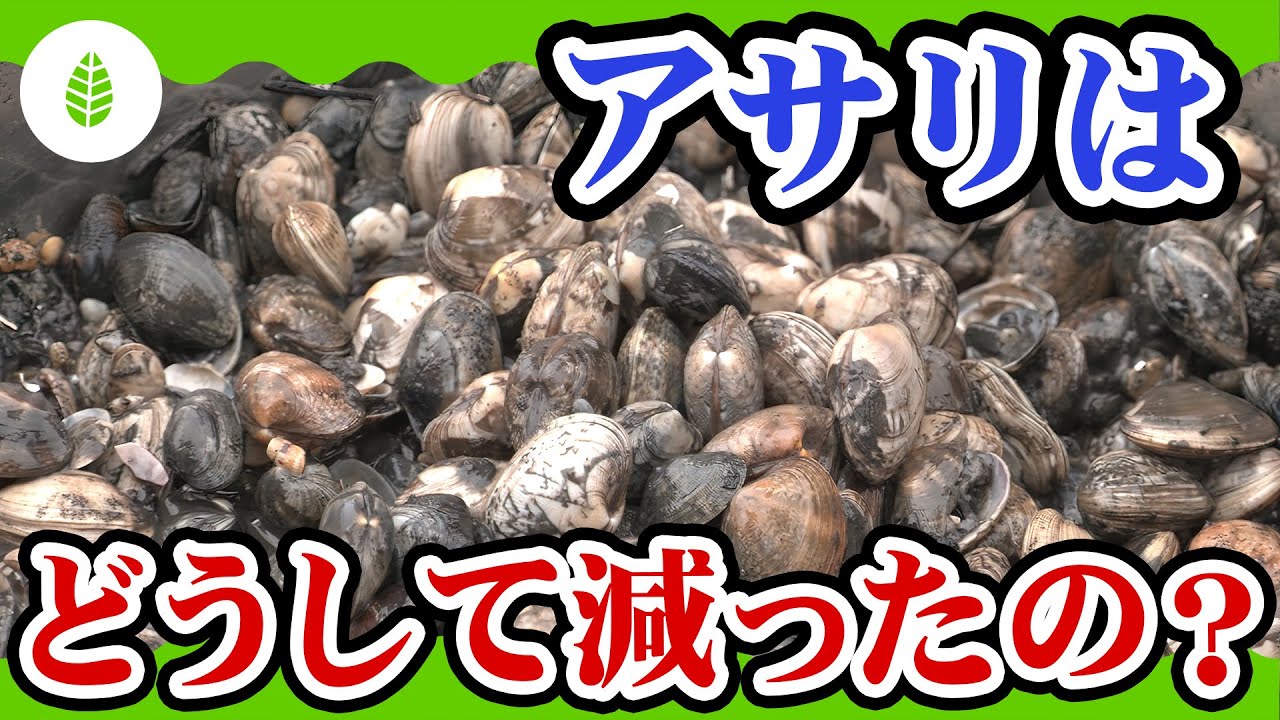 【海の教室・理科】アサリはどうして減ったの?(熊本県) - YouTube