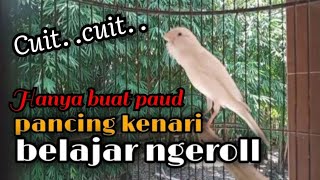 Kenari paud belajar ngeroll merangsang kenari lain