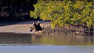 Captiva Eagles ~ AWESOME Footage Of Dasher & Dancer Having Fun At Mud Flats! Return To Nest 3.31.25