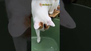 비 오는 날, 빗방울이 마냥 신기한 막내냥 뽀미 #고양이#회사냥이 #일상#다묘#힐링#cat#shorts