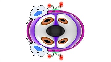 COCOGUMMY BEAR Intro Part 63 COCOMELON PARODY - Special Audio Visual Effects Weird Funny Video Edit