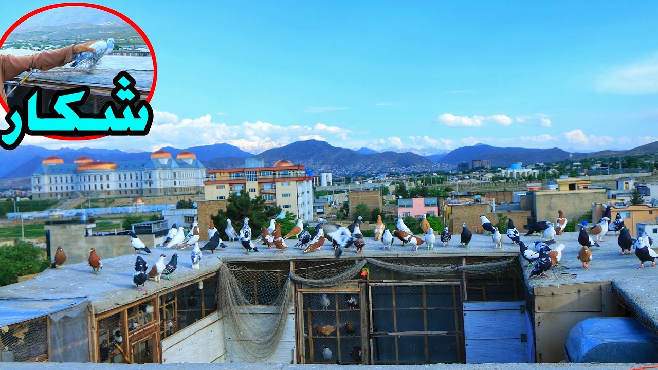 شکار سر ریز 😍😋| کفتر بازی در بام مهدی جان ( دارالامان) کابل | Real pigeon lovers not losing
