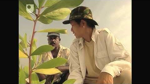 From Barren Land to Tropical Forest - Investigating Fungi: The Wood-Wide Web (4/4)