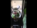 Aquatic Garden Vase Review (Perfect As A Betta Tank!)