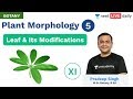 Plant Morphology - L 5 | Leaf & its Modifications | Class 11 | Unacademy NEET | Botany | Pradeep Sir