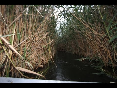 рыбалка на протоках амура