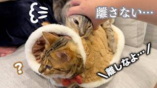 トナカイコスプレに興奮して襲っちゃうネコ