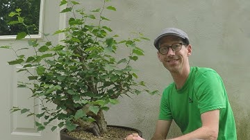 Bonsai: Collected Material Update: Spring 2017