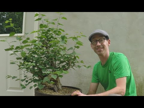 Video: Alberi di biancospino di Cockspur - Suggerimenti per coltivare un albero di biancospino di Cockspur