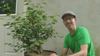 Bonsai: Collected Material Update: Spring 2017