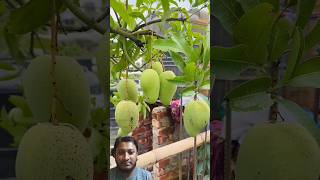 বারোমাসি কাটিমন আম।#আম#green friend#Ramdhan garden#green plant#Roop garden#gardener friend