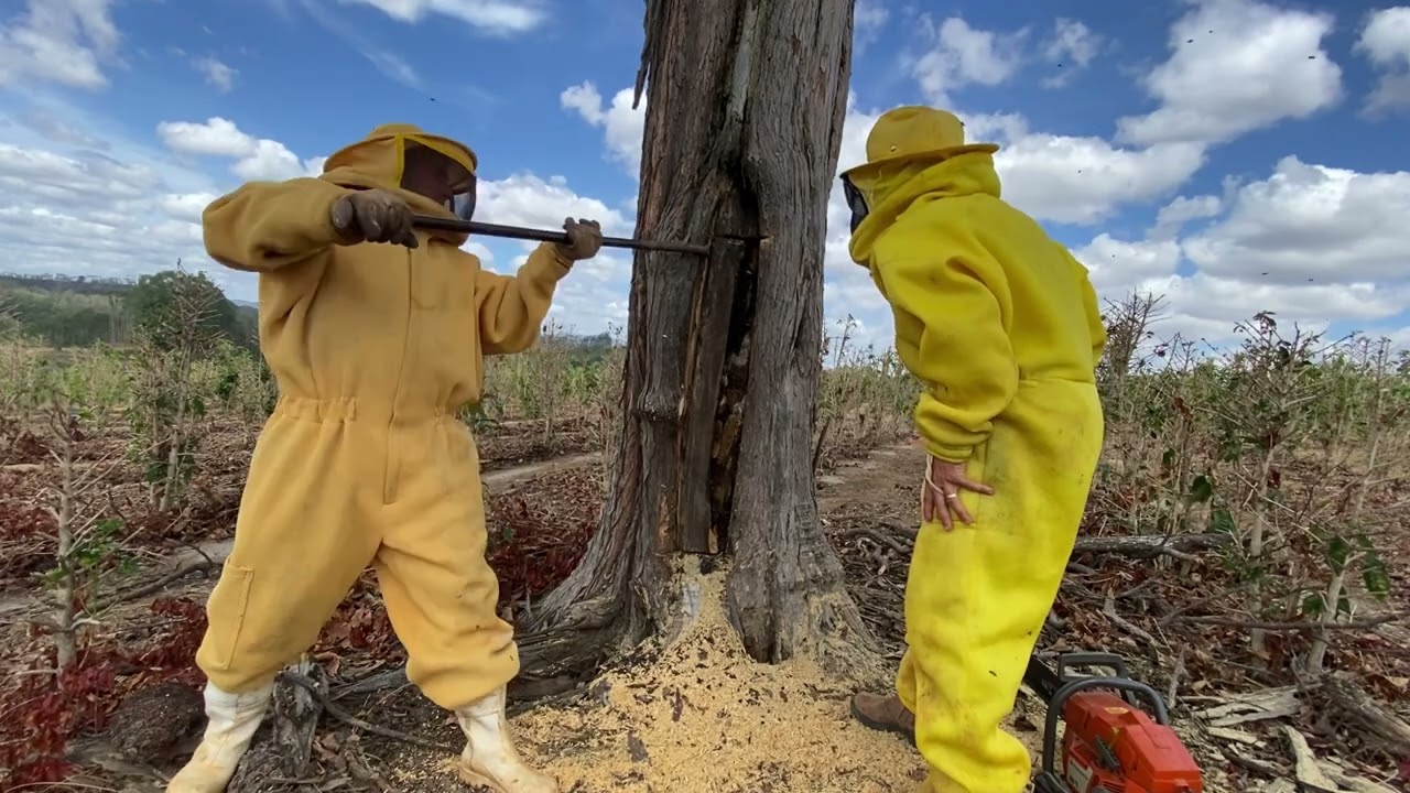 🟡 captura de abelha em árvore centenária é assim 