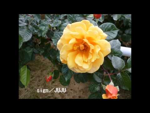 sign／JUJU　cover Nachi