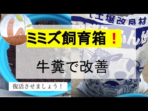 18 調子の悪いミミズ箱を改善 牛糞を使って心地よいミミズベッド 釣り用ミミズの増やし方 Youtube
