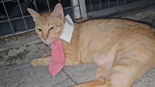 Lúa bị kiến cắn sưng mỏ và Tui giải quyết