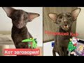 Ориентал🐺l Кот разговаривает l Разговорчивый ориентал🐱