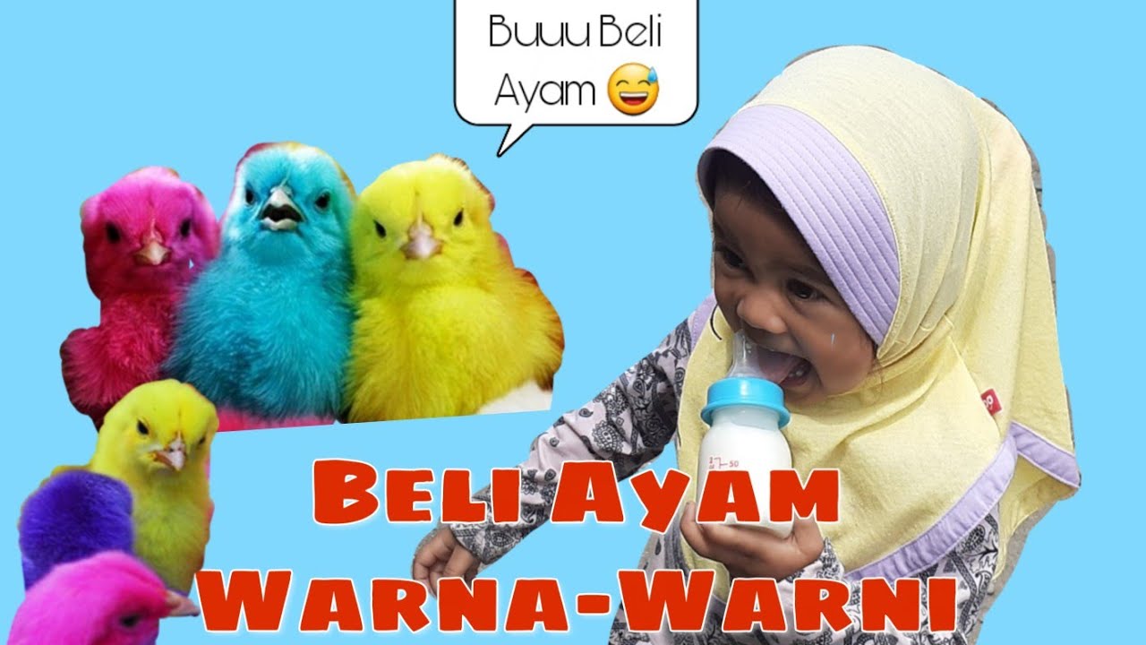 BELI AYAM  WARNA  WARNI  DRAMA ANAK MINTA DIBELIKAN AYAM  