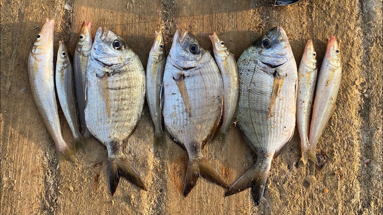 LRF Takım Hanfish Bıdık ile Sargoz ve Gümüş Avı