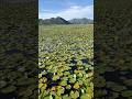 Lake Skadar is divided into two countries #montenegro #naturelovers
