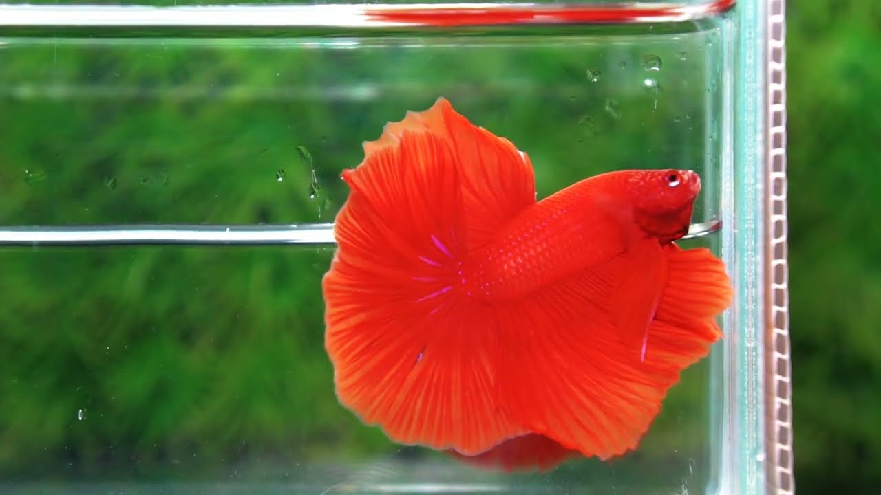 Betta fish Amaranth Red Sky Hawk OHM - nicebettathailand.com