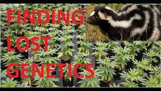 Pheno Hunting OLDSCHOOL LEGENDARY Strains! Conspiracy talk (Skunk Haze Psychedelic Sativas)