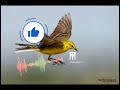 Yellow Wagtail Call Sound For Pro Hunting صوت مرطيز ام صفيد الزعرة الصفراء للصيد المحترف Yellow Wagtail Call Sound For Pro Hunting صوت مرطيز ام صفيد الزعرة الصفراء للصيد المحترف