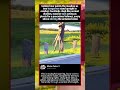 🤣 2026 POV: Unleashed! The Funniest Animal Fails & Wins Compilation #AnimalLovers # #pov #comedy 😍🦁